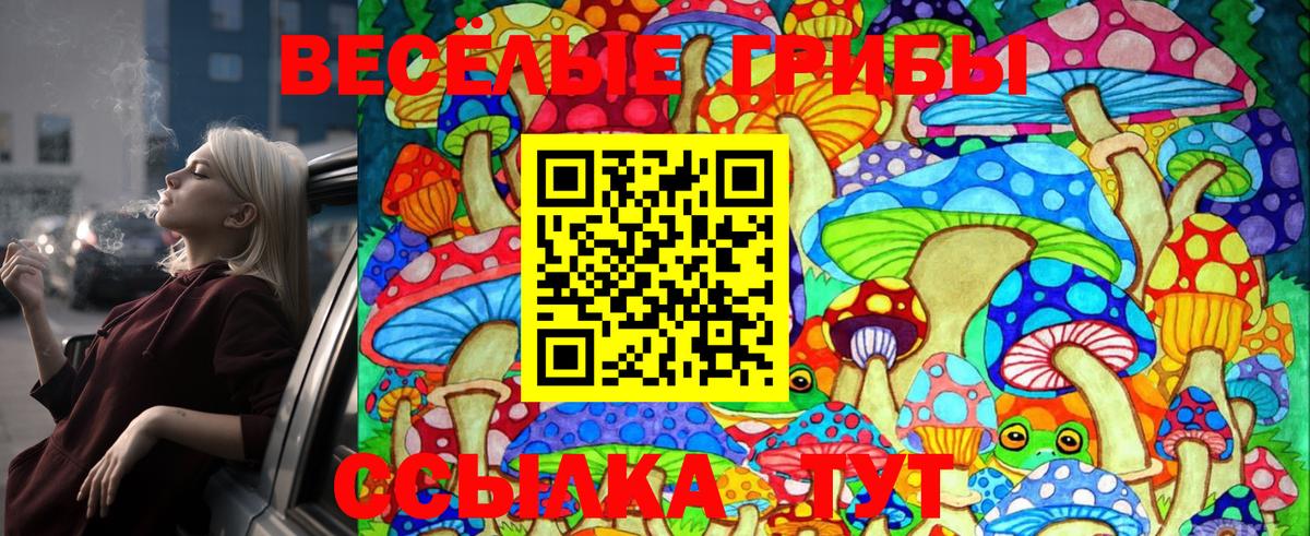 Ессентуки  что такое   Вход с VPN  Псилоцибиновые грибы Psilocybe 